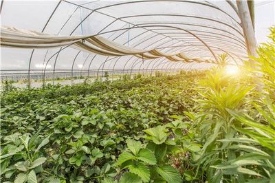 農作物防寒防凍綜合指南 差異化策略保障果樹安全越冬